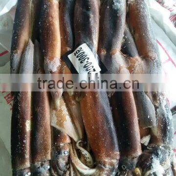 Frozen Illex Squid wholesale whole round squid FROZEN SEAFOOD