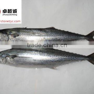 HACCP BQF Spanish mackerel for sale