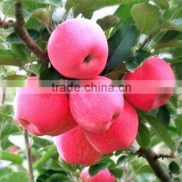 yantai apple