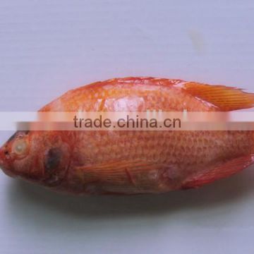 Good Quality China Red Tilapia