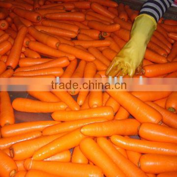 china fresh carrot 80g-150g