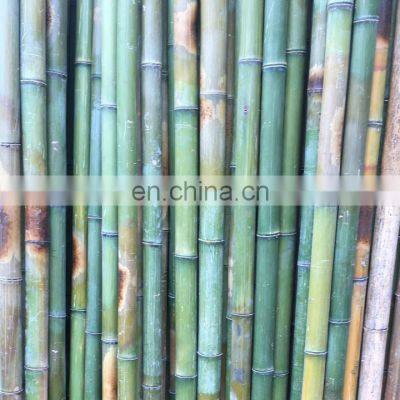 Premium Quality Best Price Real Bamboo various size using for decoring furniture from Viet Nam manufacturer