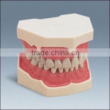 low price good quality plastic teeth model hot sale dental material
