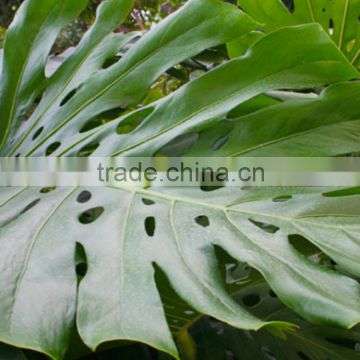 2016 High quality Monstera Leaves and other fresh cut flowers from China
