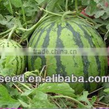 RW High resistance and hard rind watermelon seeds