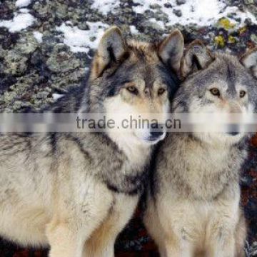 Two Wolf pattern cloth painting