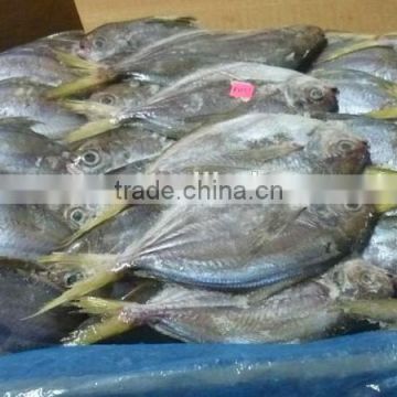 frozen whole fresh China butterfish