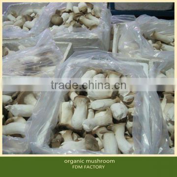 fresh eryngii mushrooms