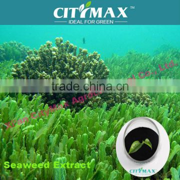 HOT!!! 100% Natural Soluble Seaweed Extract Fertilizer