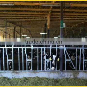 Large cow farm supporting equipment calf head lock