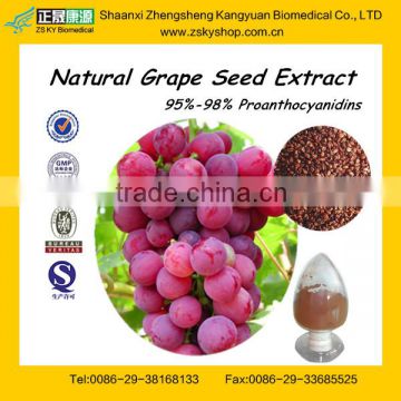 GMP Factory Supply Pure Grape Seed Extract 95%, 98% OPC