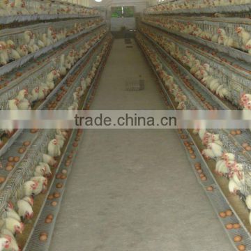 Automatic layer chicken cage
