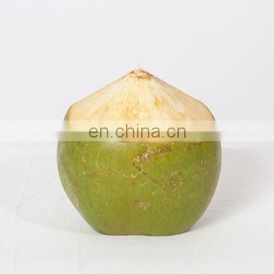 Fresh Coconut From Vietnam