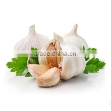 Cheap Wholesale Natural white fresh garlic supplier