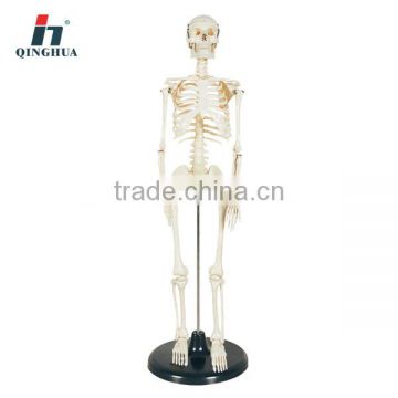 85cm human skeleton model of teaching model