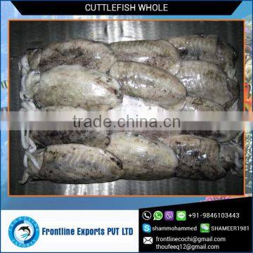 Frozen Cuttlefish Whole In Bulk Packing