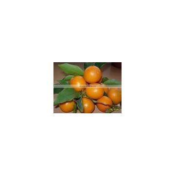 New Fresh Nanfeng baby mandarin orange