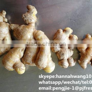 2016 new crop air dried ginger
