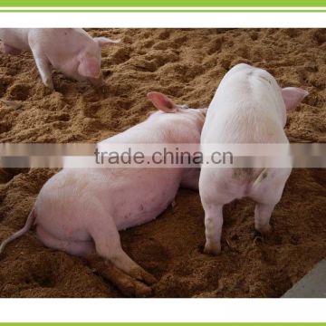 Poultry and Livestock use Feed grade Microorganisms Additive