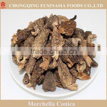 wild morchella conica