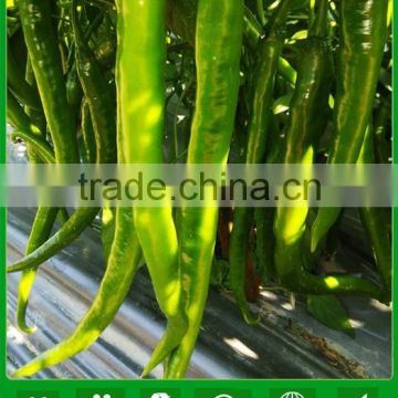 MP091 KR no.2 high resistance virus disease green pepper seeds for greenhouse seeds
