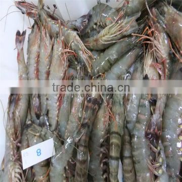 sea food and shelled frozen shrimp
