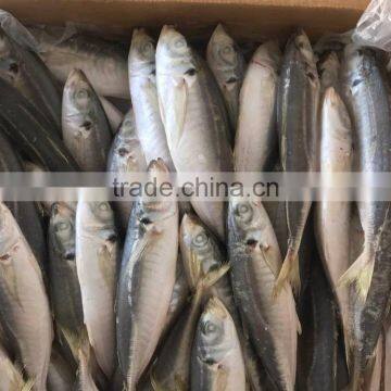 new catching Purse Seine high quality horse mackerel for market sale