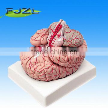 Brain with Arteries - 9 Parts