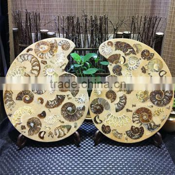 Natural Ammonite Fossils Specimen Crystal Craft For Sale