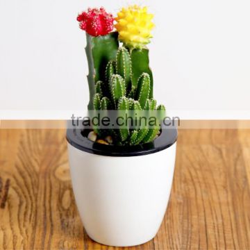Mini tropical bonsai Decoration cactus plants