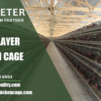 Layer Chicken Cage