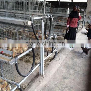 TAIYU Poultry Breeder Eggs From One Day Old To Adult