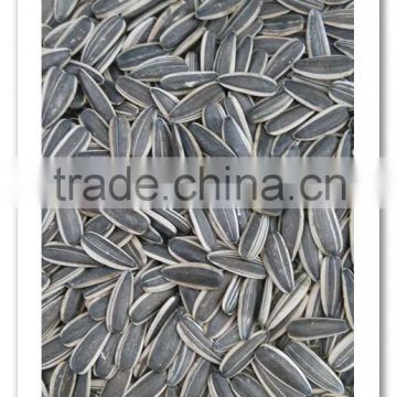 inner mongolia sunflower seeds 0409 long shape