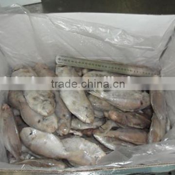 Frozen Butterfish with 100-120g