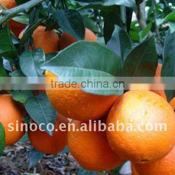 Newhall Navel Orange