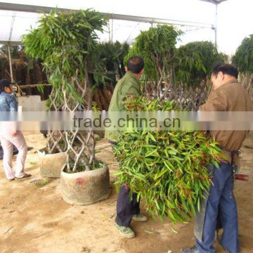 Ficus irregularis cage shape packing