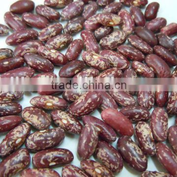2012 Fresh Purple Speckled Kidney Beans