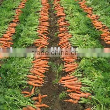 2012 Chinese fresh carrot