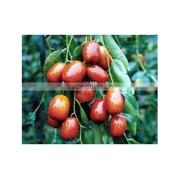 round shaped dried ejiao red jujube made in china