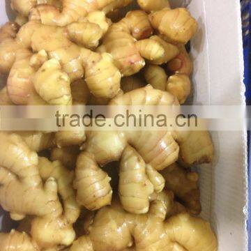 fresh ginger with pvc carton of semi-dry ginger