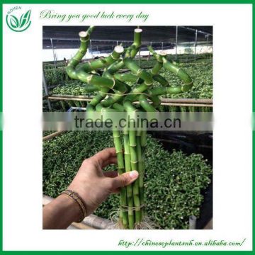 spiral lucky bamboo(dracaena sanderiana)