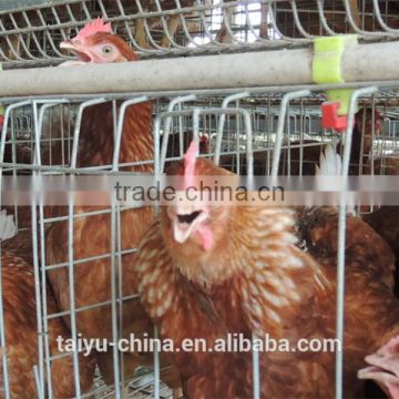 TAIYU Design Layer Chicken Cages In Kenya