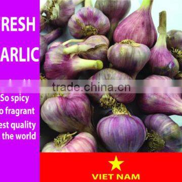 We supply Fresh Garlic