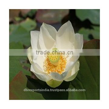 White Lotus Oil (Nelumbo Nucifera)
