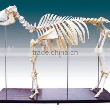 Refined cattle/animal skeleton specimen for teaching or medical purpose