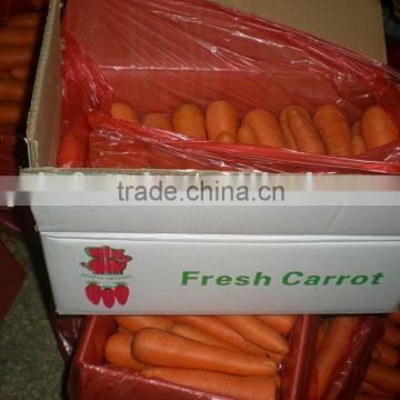 High Quality Carrot