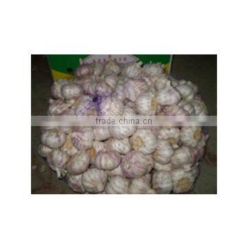 China Red Garlic Exporters, Garlic Selling Leads