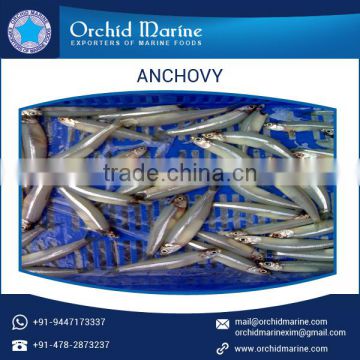 Hygienically Processed Pure and Healthy Frozen Fish Anchovy at Best Cost