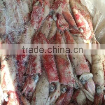 Frozen Loligo Squid Chinensis
