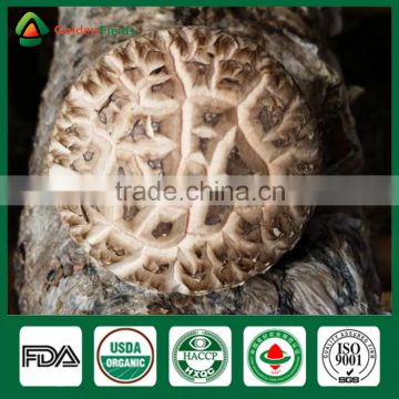 Shiitake Mushroom Seed,Shiitake Spawn,Mushroom Export Price
